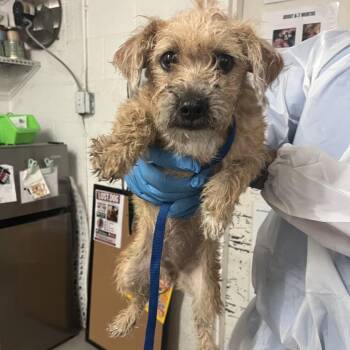 Jenga -  Terrier Dog for Adoption in Edinburg, Texas - Jenga | PetCurious