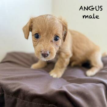 Angus -  Terrier Dog for Adoption in Sonora, California - Angus | PetCurious