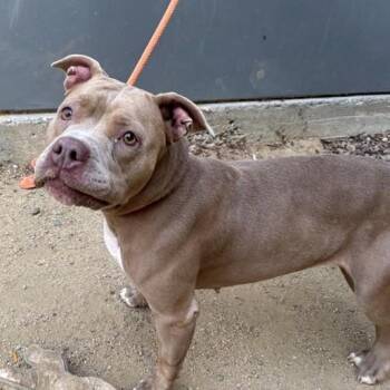 LESLIE -  Pit Bull Terrier and Mixed Breed Dog for Adoption in Ontario, California - LESLIE | PetCurious
