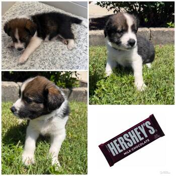Hershey -  Mixed Breed Dog Available for Adoption in Spring Hill, Tennessee - Hershey | PetCurious