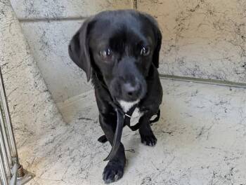 Chihuahua Dogs Available for Adoption in Rowlett, Texas - TINY | PetCurious