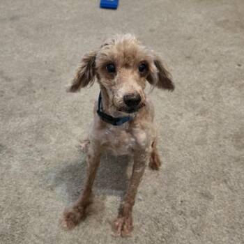 Rescue Poodle Dogs for Adoption in Lubbock, Texas - Fred | PetCurious