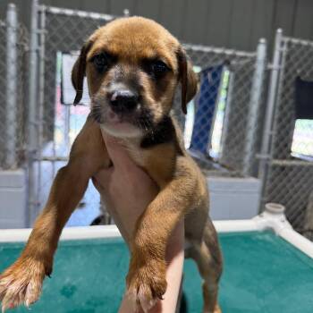 Luigi 061602A -  Labrador Retriever and Mixed Breed Dog for Adoption in Amory, Mississippi - Luigi 061602A | PetCurious