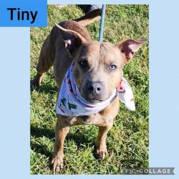 Rescue Pit Bull Terrier Dogs for Adoption in New Iberia, Louisiana - Tiny | PetCurious