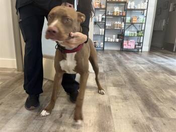 RIO -  Pit Bull Terrier and Mixed Breed Dog for Adoption in Fort Myers, Florida - RIO | PetCurious