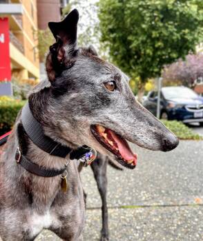 Rescue Greyhound Dogs for Adoption in Seattle, Washington - Bee | PetCurious