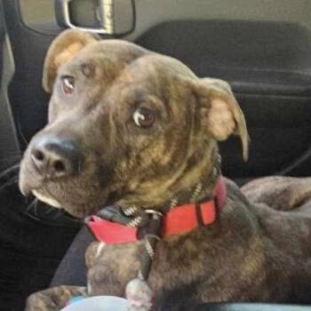 Samora -  Labrador Retriever Dog for Adoption in Traverse City, Michigan - Samora | PetCurious