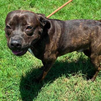 Bubbie -  Labrador Retriever and Plott Hound Dog for Adoption in Hackett, Arkansas - Bubbie | PetCurious