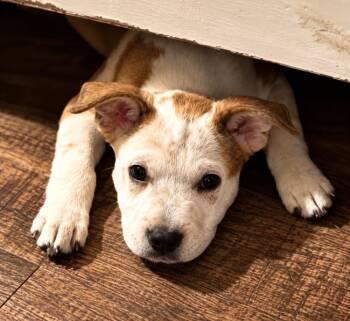 Bruce Lee -  Pit Bull Terrier Dog for Adoption in Horn Lake, Mississippi - Bruce Lee | PetCurious