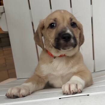 Rescue Great Pyrenees Dogs for Adoption in Cumming, Georgia - Maya 21792 | PetCurious