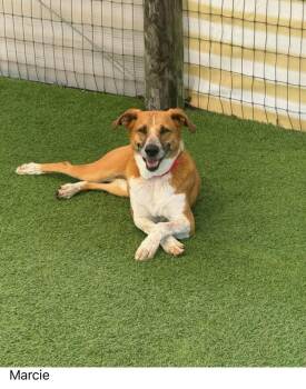 Marcie -  Mixed Breed Dog for Adoption in Winter Garden, Florida - Marcie | PetCurious