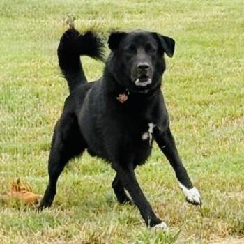 Rescue Black Labrador Retriever Dogs for Adoption in Justin, Texas - *Barkley | PetCurious