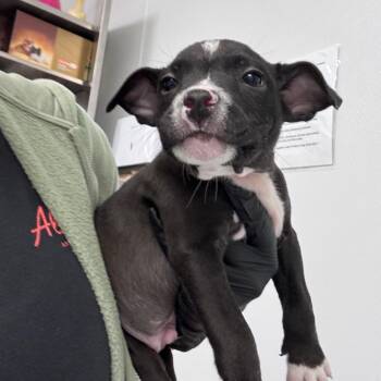 Mixed Breed Dogs Available for Adoption in Abilene, Texas - Pluto | PetCurious