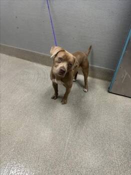 SQUIRREL -  Basset Hound and Pit Bull Terrier Dog for Adoption in Las Vegas, Nevada - SQUIRREL | PetCurious
