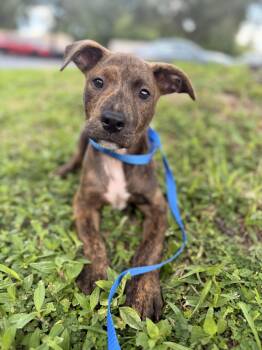 Snickers -  Plott Hound Dog for Adoption in Tampa, Florida - Snickers | PetCurious