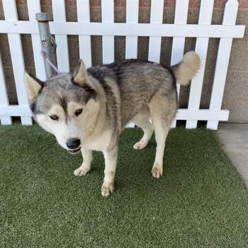 BOY -  Alaskan Malamute and Mixed Breed Dog for Adoption in Modesto, California - BOY | PetCurious