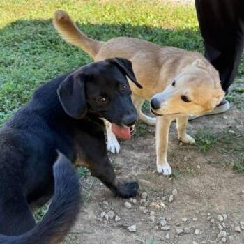 Blondie -  Mixed Breed Dog for Adoption in Erie, Pennsylvania - Blondie | PetCurious