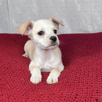 Winter -  Chihuahua and Terrier Dog for Adoption in Atlanta, Texas - Winter | PetCurious