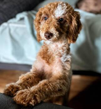Sebastian -  Miniature Poodle Dog for Adoption in Lexington, Kentucky - Sebastian | PetCurious