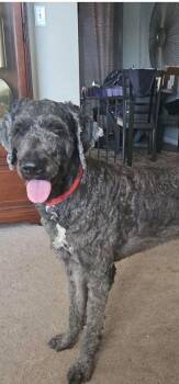 Oscar -  Bernese Mountain Dog and Poodle Dog for Adoption in Severance, Colorado - Oscar | PetCurious