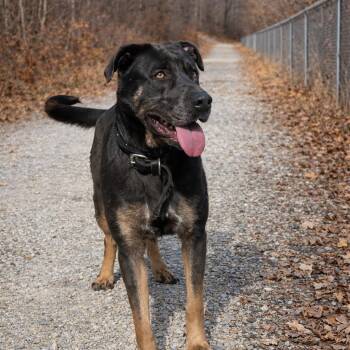 Rottweiler and Mixed Breed Dogs Available for Adoption - Melon | PetCurious
