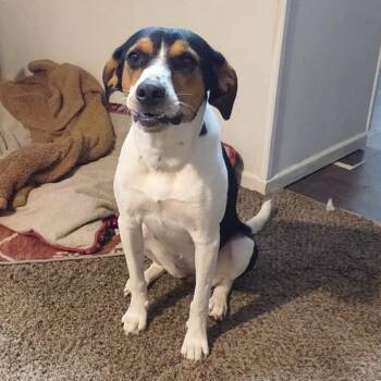 Foxy -  Jack Russell Terrier and American Foxhound Dog for Adoption in Pittsburg, Kansas - Foxy | PetCurious