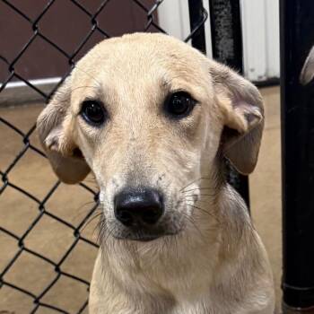 Shepherd Dogs Available for Adoption in Jacksonville, Arkansas - Tortilla | PetCurious