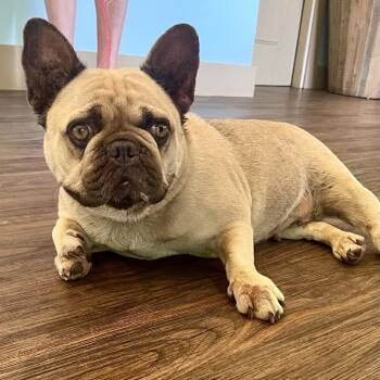 Bee 9565 -  French Bulldog Dog for Adoption in Loxahatchee Groves, Florida - Bee 9565 | PetCurious