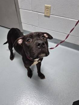 RUE -  Staffordshire Bull Terrier Dog for Adoption in St. Cloud, Florida - RUE | PetCurious