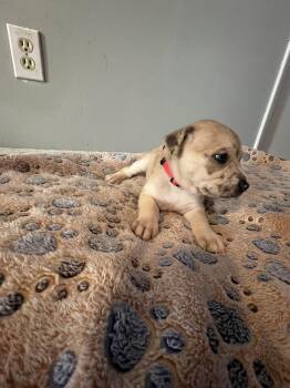 Snickerdoodle - Lola Mae -  American Bulldog Dog for Adoption in Lakeland, Florida - Snickerdoodle - Lola Mae | PetCurious