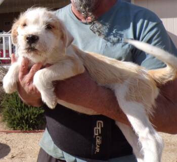 Terrier Dogs Available for Adoption in Corona, California - SANDY | PetCurious
