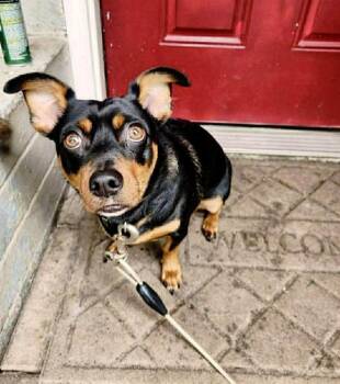Dachshund Dogs Available for Adoption - Charlie | PetCurious