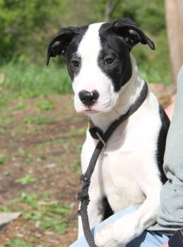 Terrier Dogs Available for Adoption in Marietta, Ohio - Sleepy (Photos 5/2/2026) | PetCurious