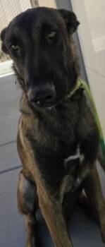 Rescue Belgian Shepherd Malinois Dogs for Adoption in Apple Valley, California - Spud | PetCurious