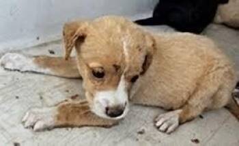 A660537 -  Labrador Retriever Dog for Adoption in Houston, Texas - A660537 | PetCurious