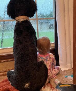 Standard Poodle and Bernese Mountain Dog Dogs Available for Adoption - Duke | PetCurious