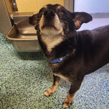 Oscar -  Mixed Breed Dog for Adoption - Oscar | PetCurious