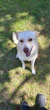 Valko -  Husky Dog for Adoption in Guthrie, Oklahoma - Valko | PetCurious