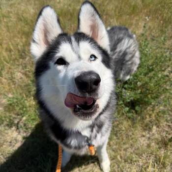 Pinto -  Husky Dog for Adoption in Cheyenne, Wyoming - Pinto | PetCurious
