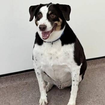 Buddy -  Cattle Dog Dog for Adoption in Brentwood, Missouri - Buddy | PetCurious