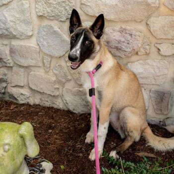 Ghost -  Belgian Shepherd Malinois Dog for Adoption in Chester Springs, Pennsylvania - Ghost | PetCurious
