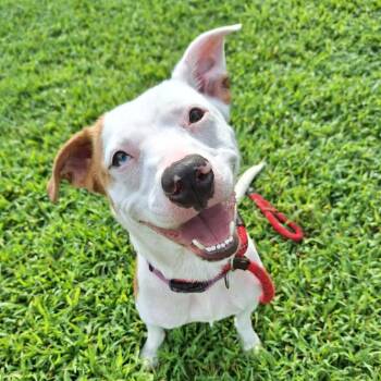 Lego -  Mixed Breed Dog for Adoption in Chesapeake, Virginia - Lego | PetCurious