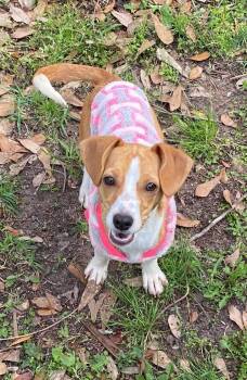 Ivy Rose -  Jack Russell Terrier and Dachshund Dog for Adoption in Gulfport, Mississippi - Ivy Rose | PetCurious