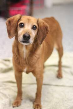 Hound Dogs Available for Adoption in Manchester, New Hampshire - Robby In NH! Come Meet Our Adoptable Dogs Wednesday-Saturday. Mo | PetCurious