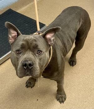 Rescue Mixed Breed Dogs for Adoption in Chamblee, Georgia - Bronco | PetCurious