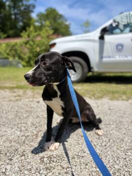 Ranch -  Mixed Breed Dog for Adoption in Winnsboro, South Carolina - Ranch | PetCurious