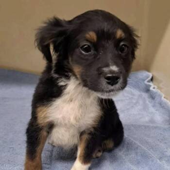 Australian Shepherd and Jack Russell Terrier Dogs Available for Adoption in Cedarburg, Wisconsin - Brewer | PetCurious