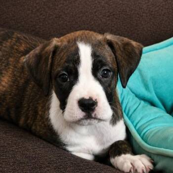 Jordan 2 months AVAILABLE 7/24 -  Boxer Dog for Adoption in Sterling, Massachusetts - Jordan 2 Months AVAILABLE 7/24 | PetCurious