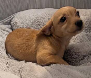 Baby-Small Breed Puppy! -  Cocker Spaniel and Dachshund Dog for Adoption in Fort Myers, Florida - Baby-Small Breed Puppy! | PetCurious