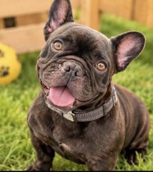 BLAZE -  French Bulldog Dog for Adoption in Margate, Florida - BLAZE | PetCurious